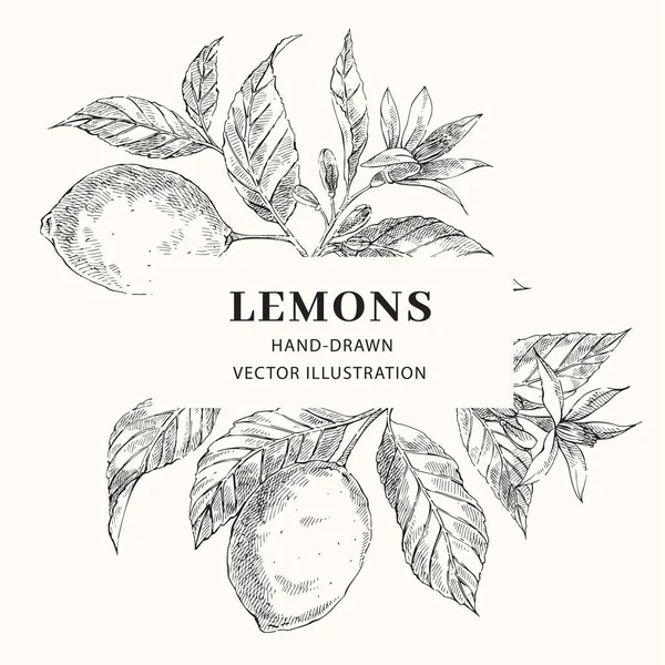 Layout de quadro vetorial desenhado à mão limão —  Vetores de Stock