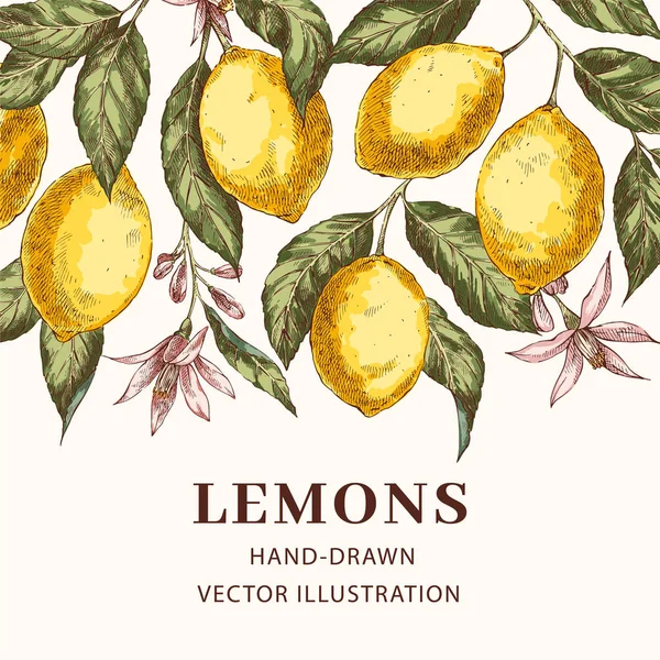 レモンの手描きの背景ポスター テンプレート — ストックベクタ