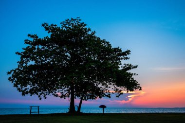 Sahilin yanındaki siluet büyük ağaç. Mavi ve gün batımlı. Akşam vakti alacakaranlık gökyüzü arkaplanı. .