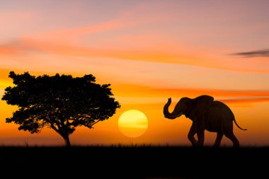 Safaride büyük ağaçlara yakın duran siluet fil ve gökyüzünde güneş alacakaranlık arkaplanı olan kuş sürüsü..