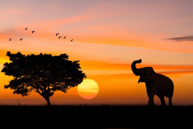 Safaride büyük ağaçlara yakın duran siluet fil ve gökyüzünde güneş alacakaranlık arkaplanı olan kuş sürüsü..
