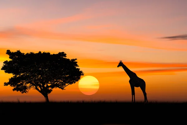サファリの大きな木の近くに立っているシルエットの象と空の鳥の群れと夕暮れの空の背景 — ストック写真