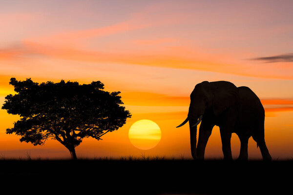 Silhouette elephant standing nearly big trees in safari and flock of birds on sky with sun twilight sky background.