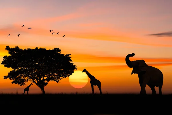 Silhouette Elephant Standing Nearly Big Trees Safari Flock Birds Sky — Stock Photo, Image