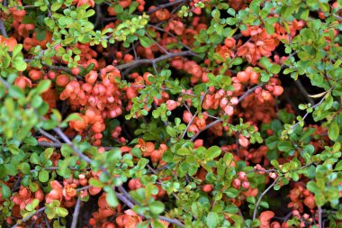 Küçük, parlak kırmızı çiçekler, orman parkında yeşil yapraklarla güzel bir kontrastta çiçek açıyor.