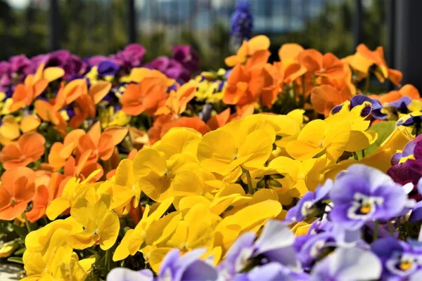 Beautiful yellow, orange, violet, and blue flowers are in bloom at a park
