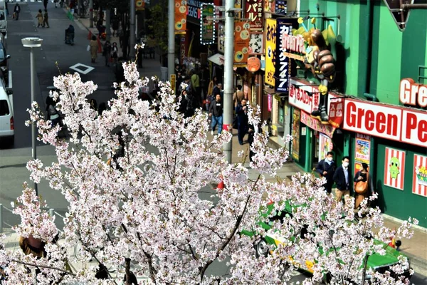 A busy street scene in Japan with beautiful pink flowers in full bloom during Sakura season