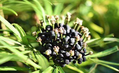 Yeşil yaprak şeritleriyle çevrili orman böğürtlenleri.