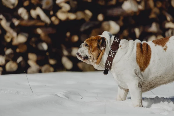 english bulldog posing in the snow