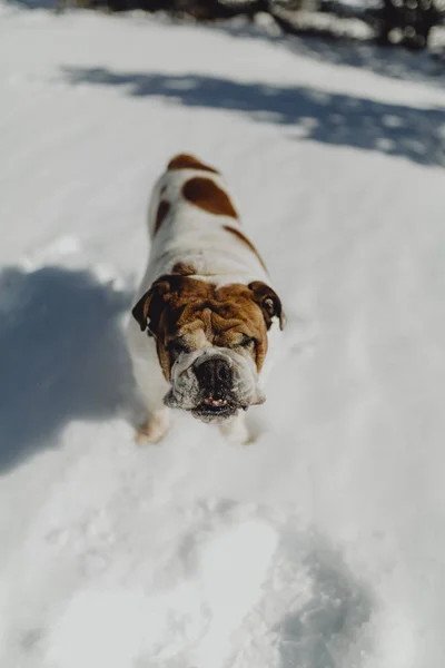 英国斗牛犬在雪地里摆姿势 — 图库照片