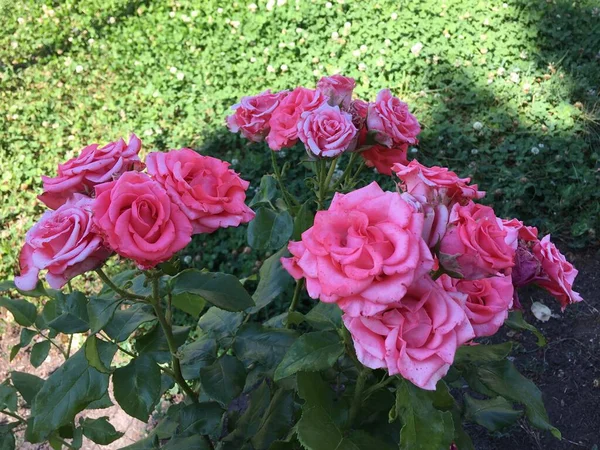 Schöne Blumen Garten Natürlicher Hintergrund Abstraktion Minimalismus — Stockfoto