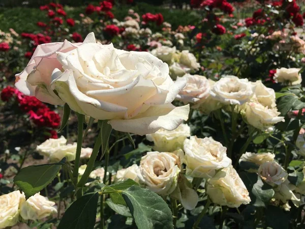 Rosas Brancas Delicadas Contexto Natural Abstrato — Fotografia de Stock