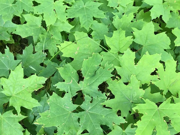 Natuurlijke Bostextuur Heldere Groene Bladeren Abstractie — Stockfoto