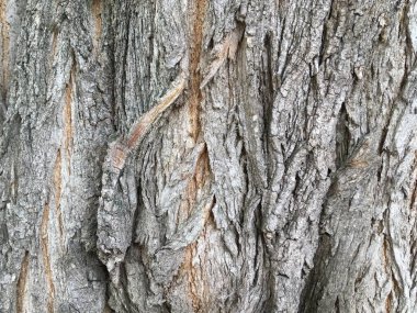 Soyutlama. Büyük gri ağaç kabuğu. Asgari arkaplan.