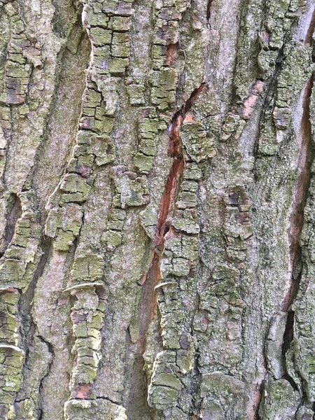 大树皮天然抽象纹理 — 图库照片