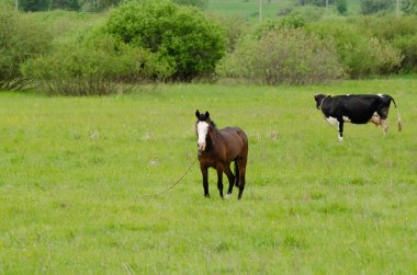 Bir at ve bir sığır bir çayırda birlikte Otlanmış..