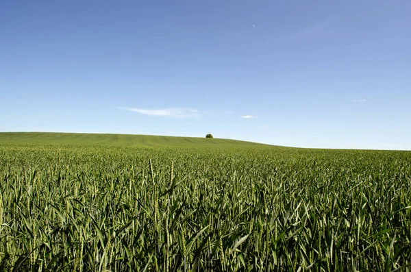 Campo de trigo verde e árvore solitária em uma colina com céu azul — Fotografia de Stock