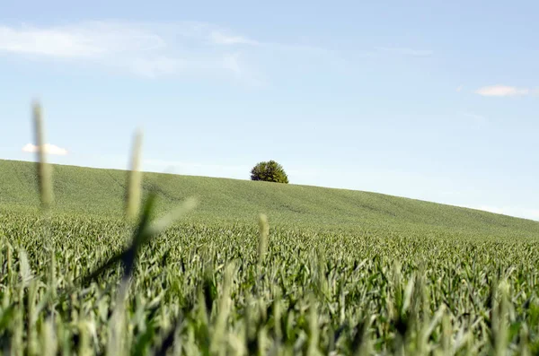 Campo de trigo verde y árbol solitario en una colina con cielo azul —  Fotos de Stock