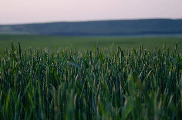 昇る太陽の光の中の若い緑の小麦 — ストック写真