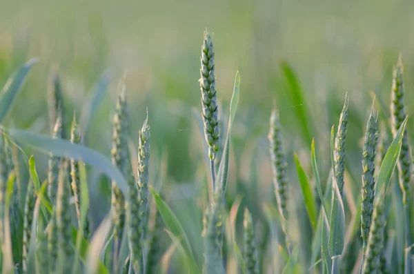 Jonge groene tarwe in de stralen van de rijzende zon — Stockfoto