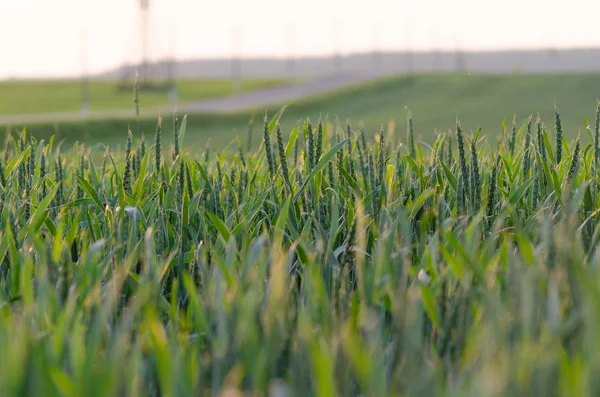 Jonge groene tarwe in de stralen van de rijzende zon — Stockfoto