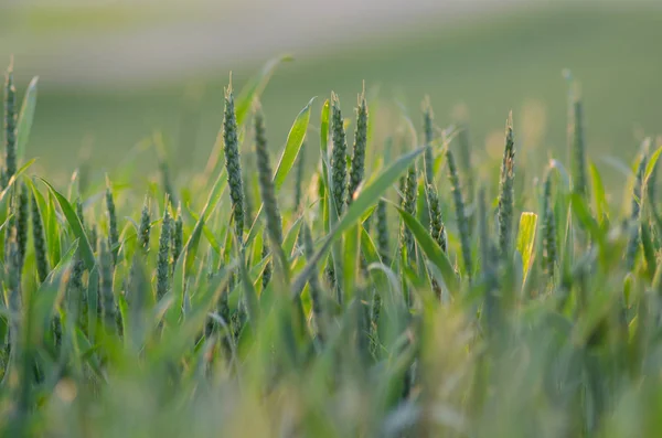 Jonge groene tarwe in de stralen van de rijzende zon — Stockfoto