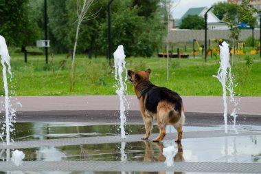 alman çoban bir su çeşmesi üzerinde oynuyor