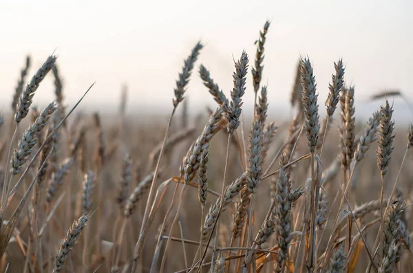 As orelhas de trigo fecham-se em um campo no amanhecer — Fotografia de Stock