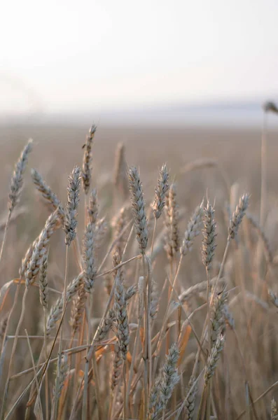 Oren van tarwe close-up op een veld bij zonsopgang — Stockfoto