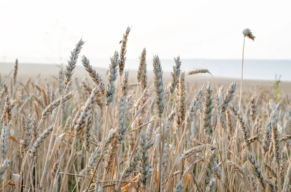 As orelhas de trigo fecham-se em um campo no amanhecer — Fotografia de Stock