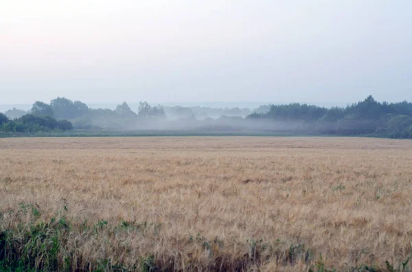 Yellow wheat field at sunrise in fog — Stock Photo, Image