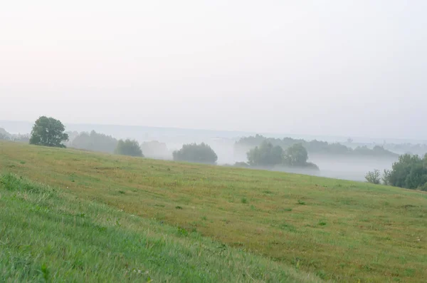 Zöld mező fákkal a kora reggeli ködben — Stock Fotó