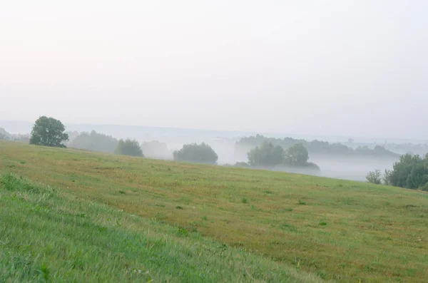 Zelené pole se stromy v časné mlze — Stock fotografie