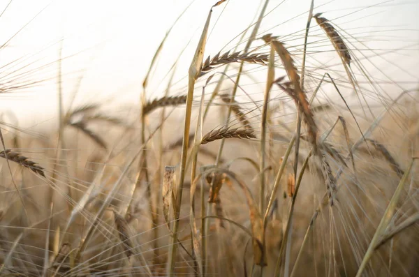 Колосья пшеницы закрываются на поле на восходе солнца — стоковое фото