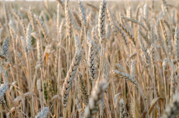 As orelhas de trigo fecham-se em um campo no amanhecer — Fotografia de Stock