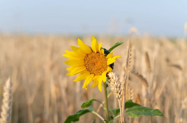 Sunflower and wheat ears close up against the sky Royalty Free Stock Images