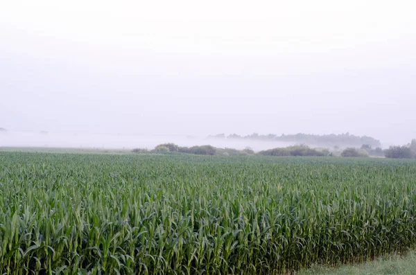 Campo de maíz verde al amanecer en la niebla —  Fotos de Stock