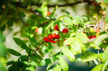 Kırmızı rowan çilek sonbahar