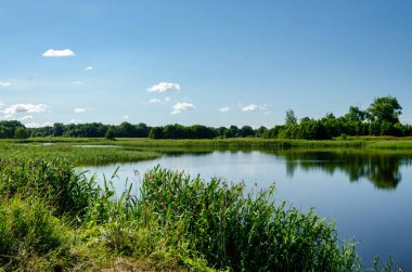 Yaz ormanındaki yeşil çimenlerin arasında göl, bulutlarla güneşli bir gün.