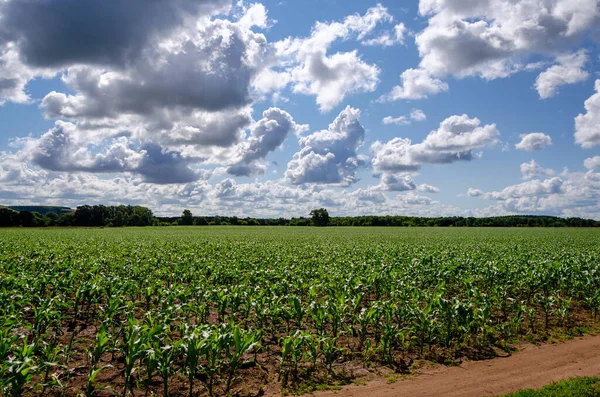 Nubes en un cielo azul azul sobre un camino rural en un campo de maíz en un día soleado de verano —  Fotos de Stock