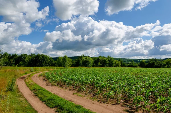 Nubes en un cielo azul azul sobre un camino rural en un campo de maíz en un día soleado de verano —  Fotos de Stock