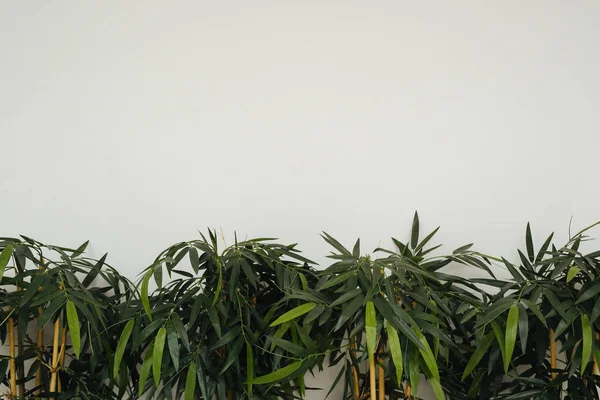 Green plants near the wall