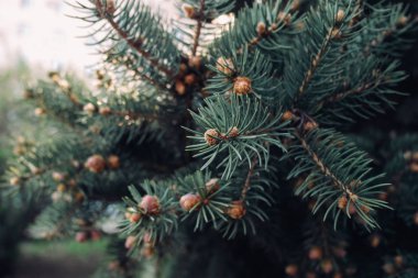 Ladin yeşil dalları kapatın