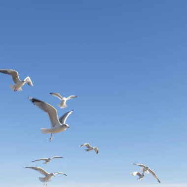 Gökyüzünde birlikte uçan bir martı sürüsü