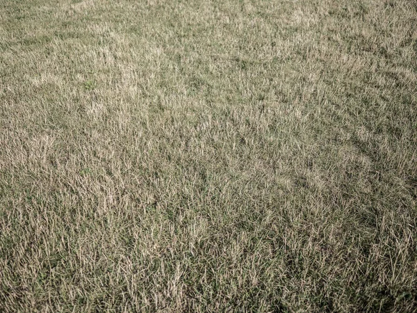 Trockenes und gelbes Gras als einfacher Hintergrund — Stockfoto