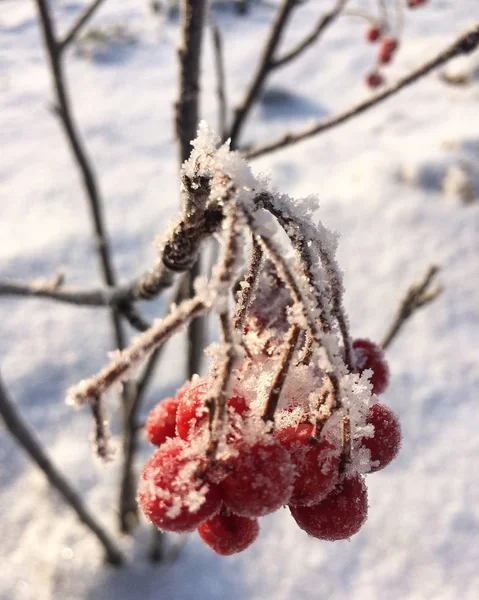 Зимний Пейзаж Красные Рябиновые Ягоды Снегом Питание Птиц Зимний Период — стоковое фото