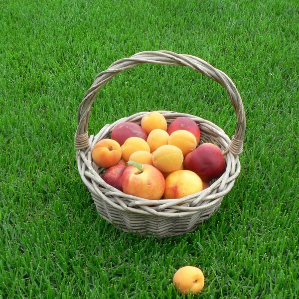 Summer Picnic Time Peaches Apricots Basket Green Grass Background Fresh — Stock Photo, Image