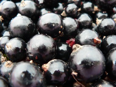 Siyah frenk üzümü arka planı. Makro fotoğrafçılık. 