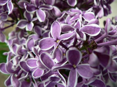 Çok güzel çiçek açan iki tonlu leylak seçimi (şırınga vulgaris Sensation). Bahar leylağı çiçeğinin makro görüntüsü, tebrik kartındaki yazı için soyut yumuşak çiçek arkaplanı. Üst görünüm.