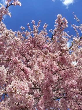 Bahar Çiçekleri Bayrağı. Baharın başlarında Sakura ağacının açan pembe çiçekleri. İnanılmaz doğal bahar bayrağı ya da tebrik kartı, kartpostal, poster.